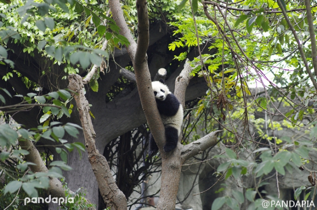 A panda likes to stay at a tree