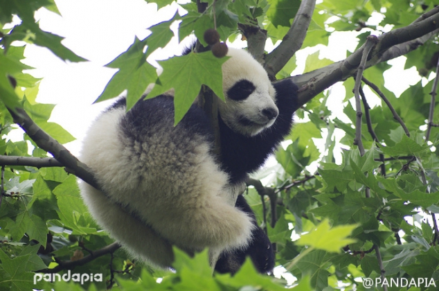 A panda likes to stay at a tree - Image 2