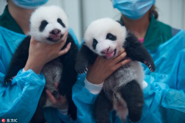 Adorable baby panda twins Da Bao and Xiao Bao from Macau