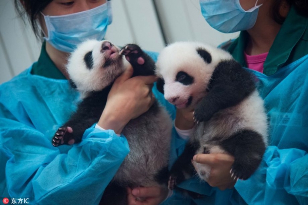 Adorable baby panda twins Da Bao and Xiao Bao from Macau - Image 2