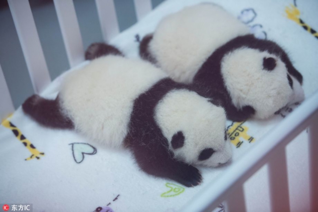 Adorable baby panda twins Da Bao and Xiao Bao from Macau - Image 3