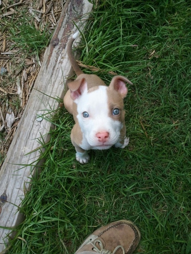 Adorable Pitbull Puppy