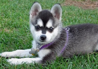 dogs that look like miniature huskies