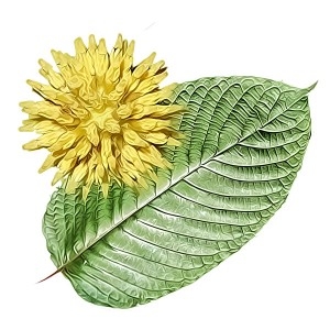 Alkaloids responsible in Kratom