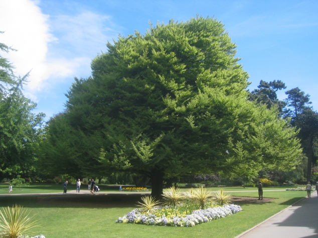 American Beech