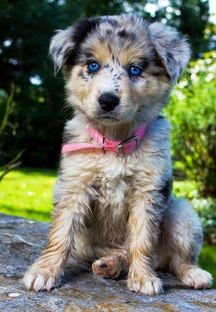 Australian Shepherd Pup