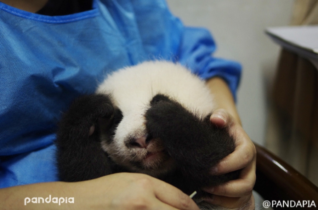 Baby panda is so cute, love him so much - Image 2