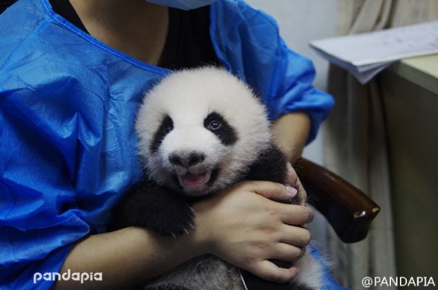 Baby panda is so cute, love him so much - Image 3