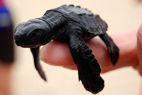 Baby Sea Turtle