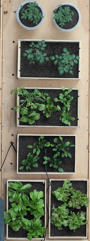 Backyard Box Garden - Image 2