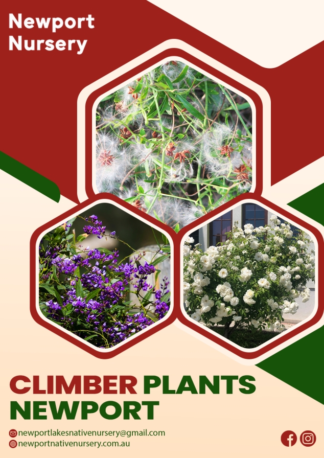 Best Climber Plants in Newport – Easy to Maintain