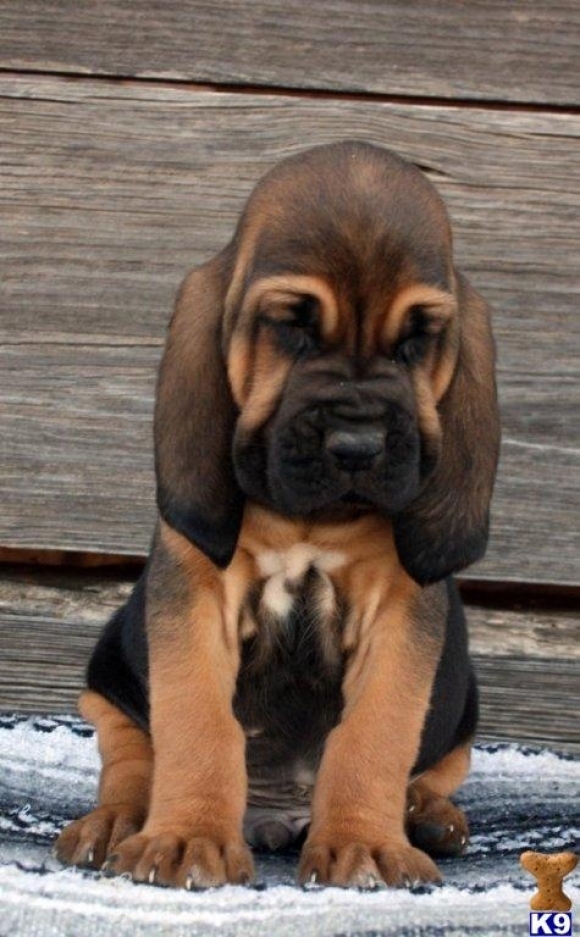 Bloodhound Puppy