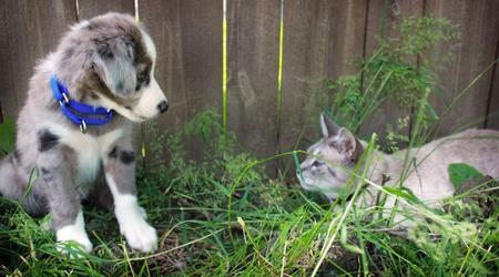 Blue Merle Border Collie puppy - Image 2
