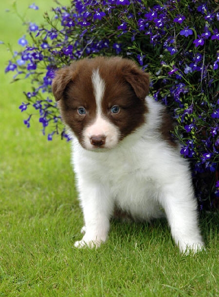 Border Collie Puppies - Image 2
