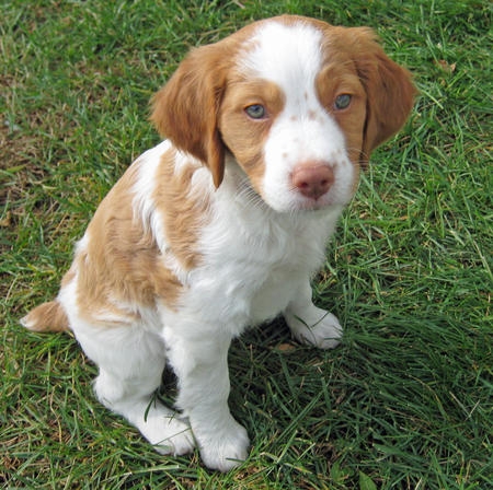 Brittany Spaniel