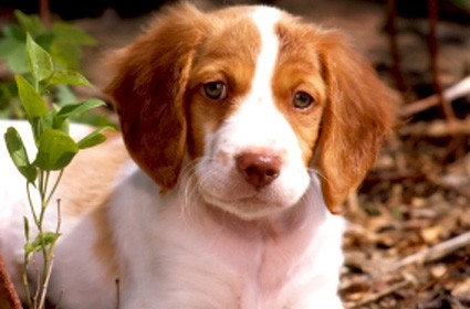 Brittany Spaniel - Image 2