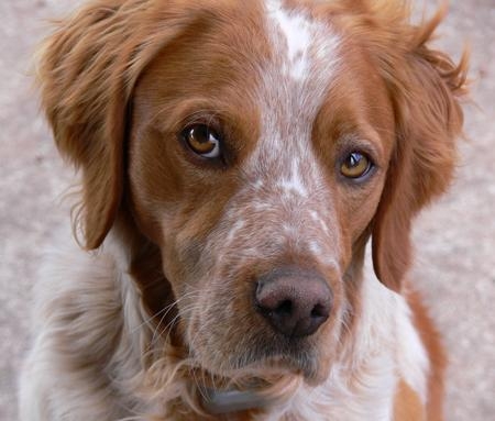 Brittany Spaniel - Image 3