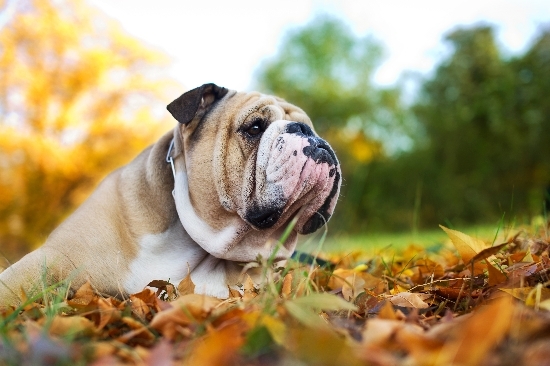 Bulldog in the leaves