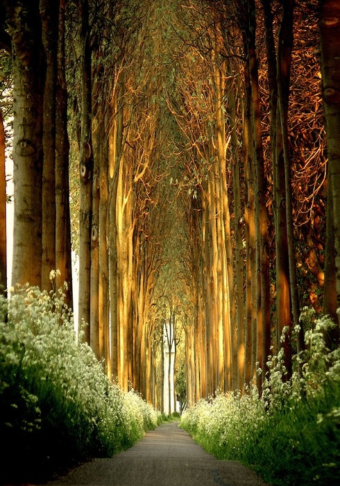 Church of Trees in Belgium