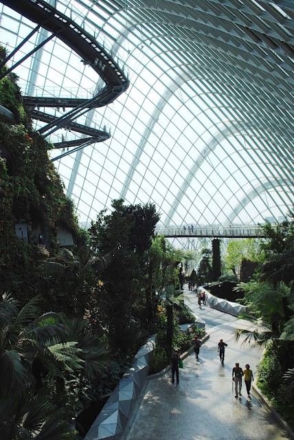 Cloud Forest  - Image 2