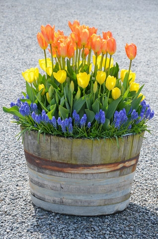 Container Gardening with Bulbs