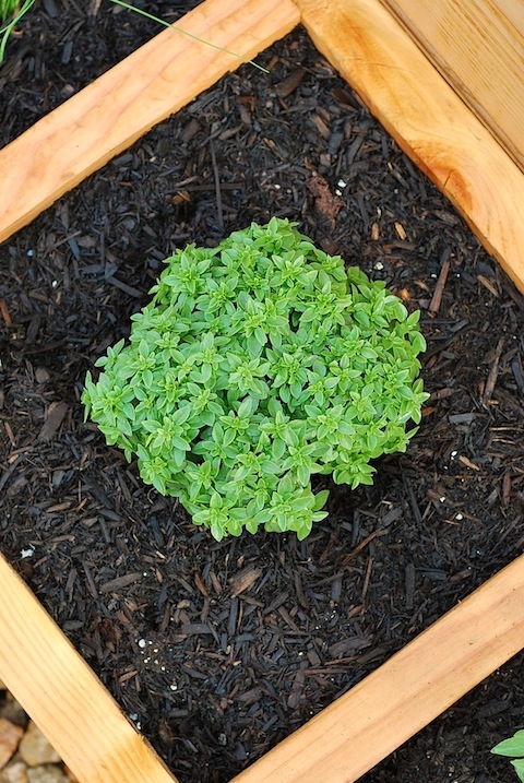 Container Herb Garden - Image 3