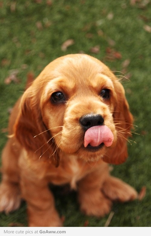 Cute puppy sticking out his tongue