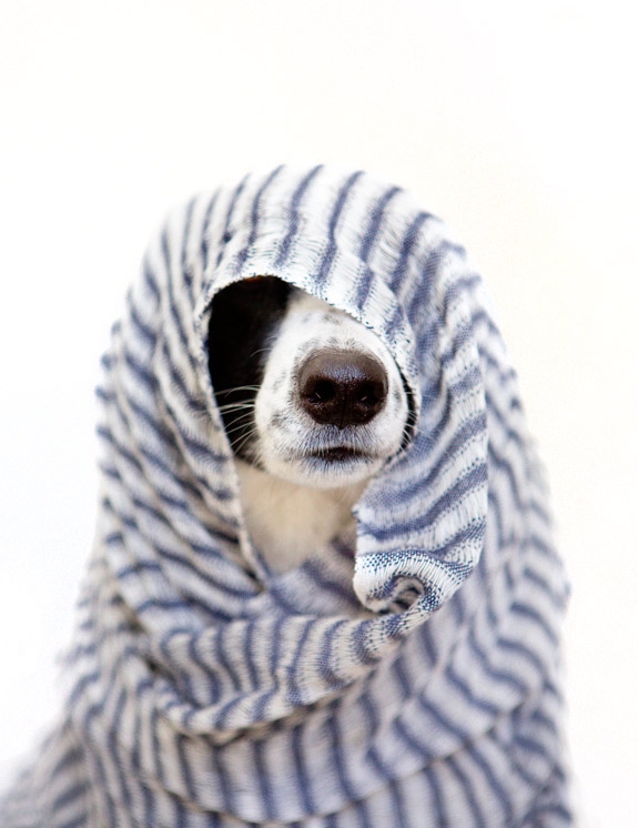 Dog in hiding