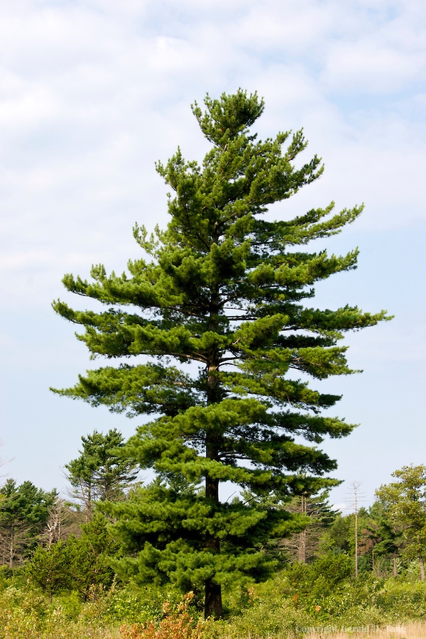 Eastern White Pine