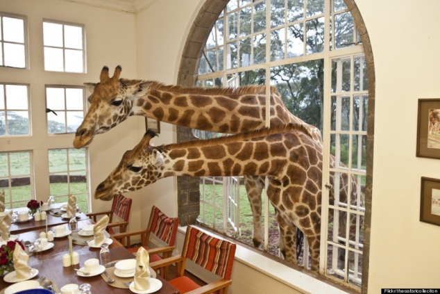 Giraffe Manor near Nairobi, Kenya - Image 2