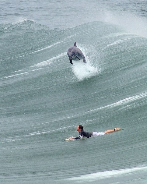 Great photo of a dolphin surfing with surfer