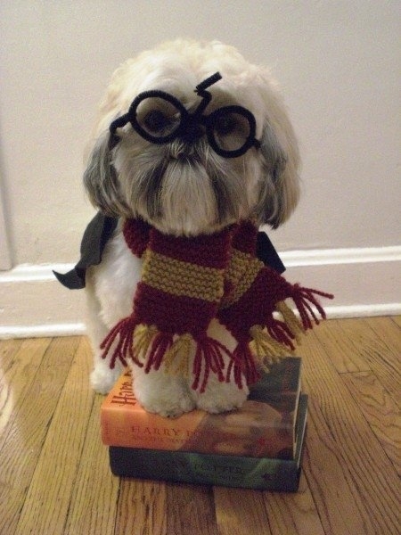 Harry Pupper