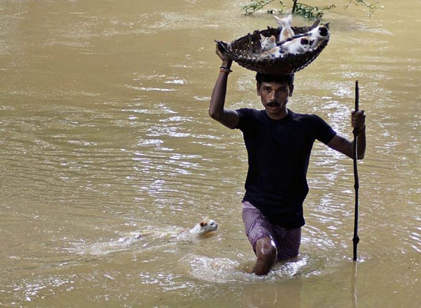 Heroic villager saves numerous stray cats during massive floods in Cuttack City, India