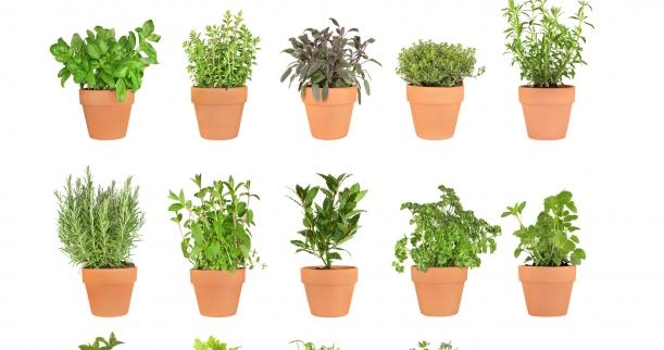 How to Build an Herb Garden