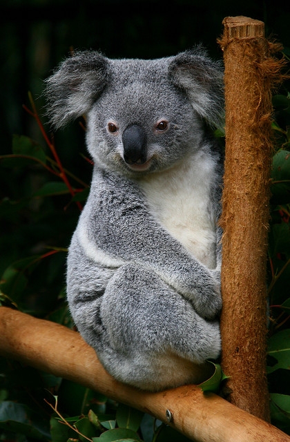 Koala Bear