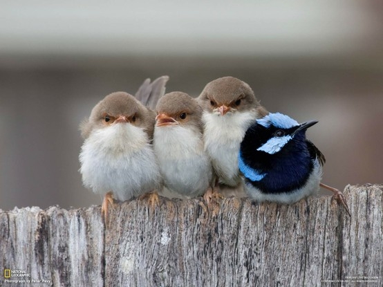 One of these things is not like the others