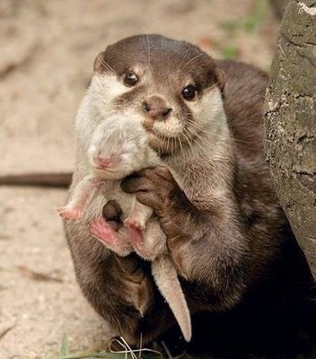 otter cute-ness!