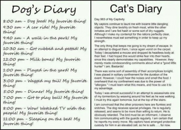 Dog Diary vs. Cat Diary