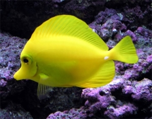 fish