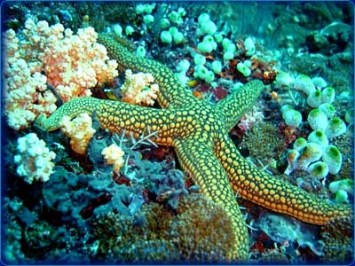 Starfish