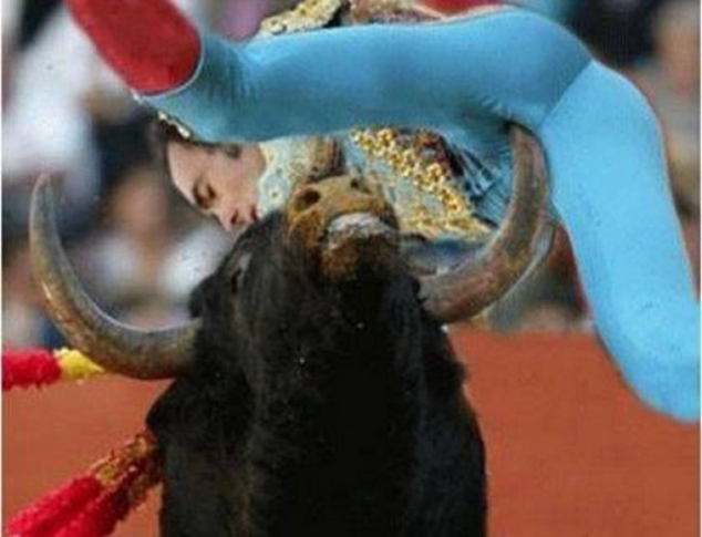 Bull takes it to the matador