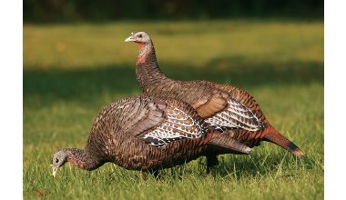 New Zink turkey decoys 