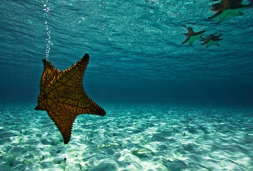 Starfish