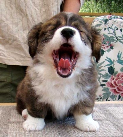 Awwwww
