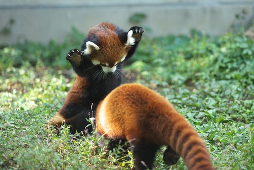 Pounce!