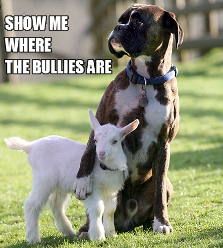 Dog willing to stick up for a goat against bullies.