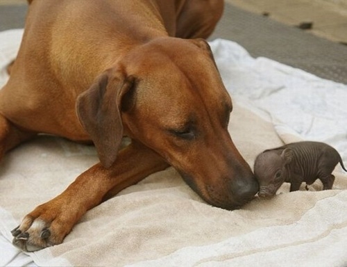 Dog with a piglet
