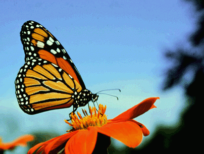 Monarch Butterfly