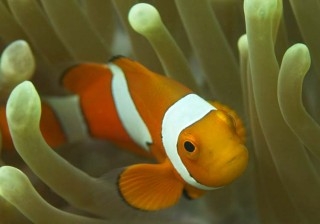 Nemo