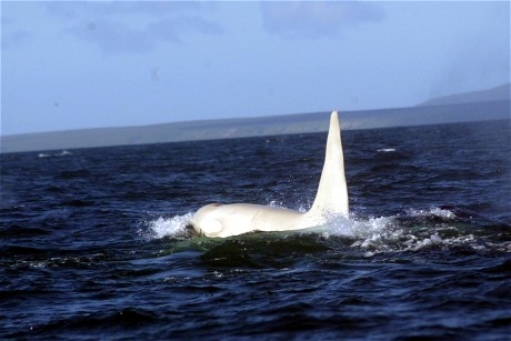 Rare white killer whale